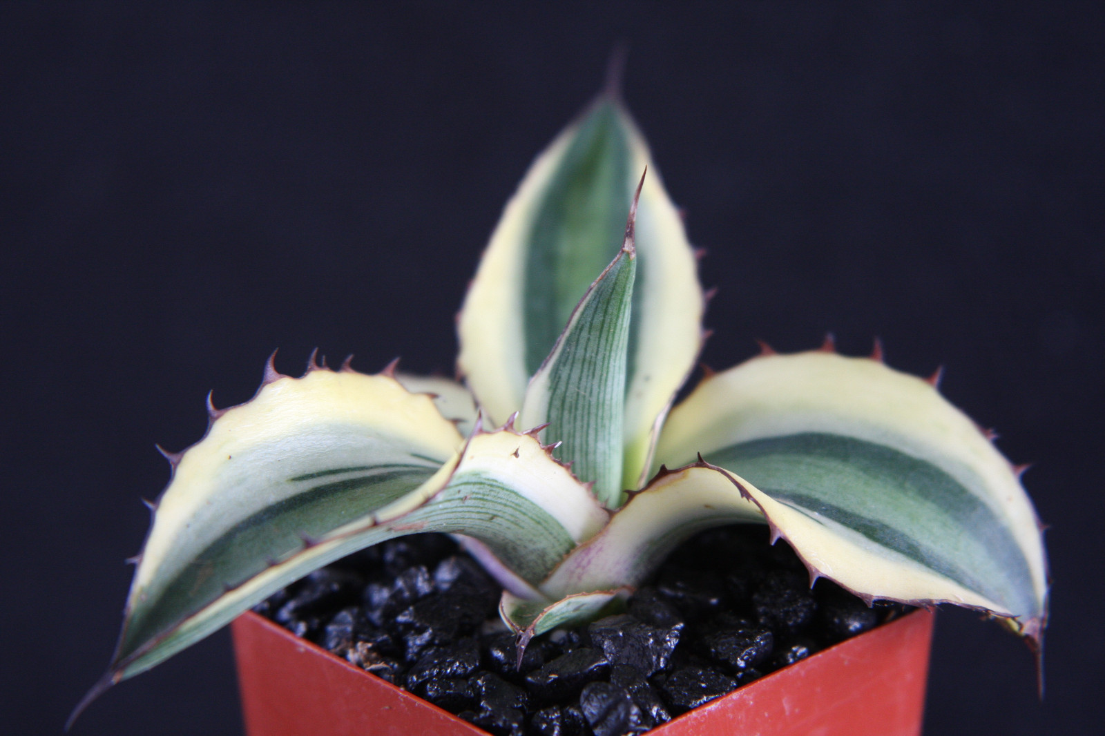 Agave Lophantha Quadricolor Variegated Succulent Plant, 2" P...