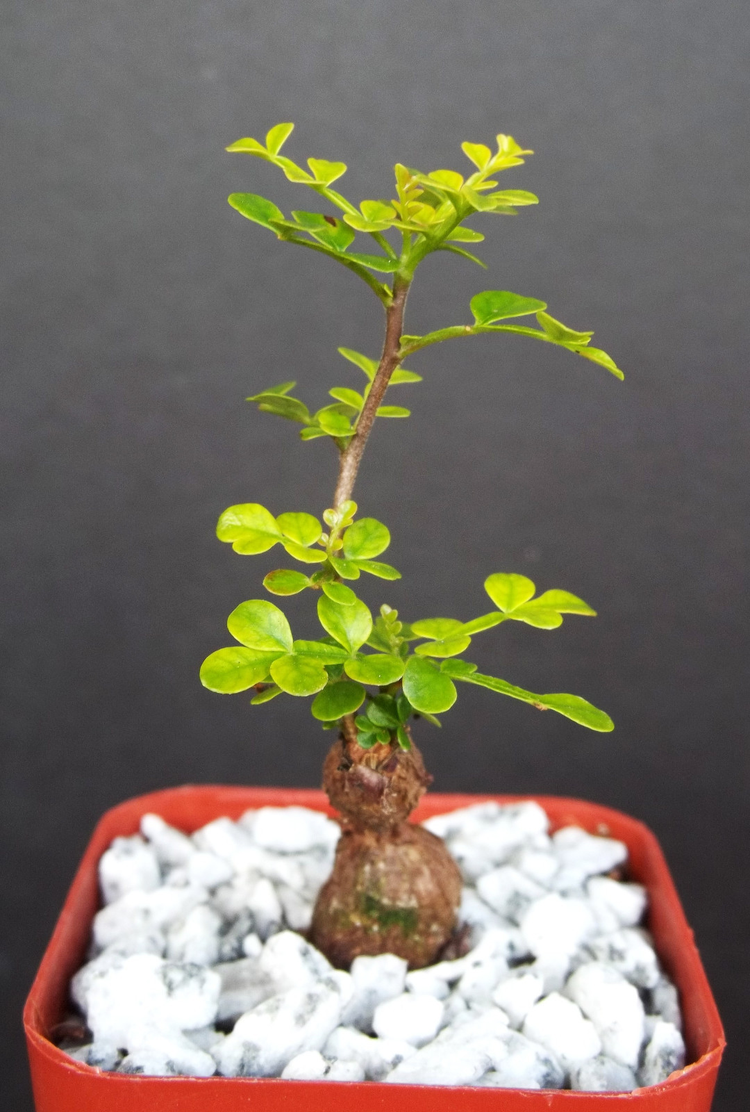 Operculicarya Decaryi Rare Madagascar Bonsai Plant Caudex 2"...