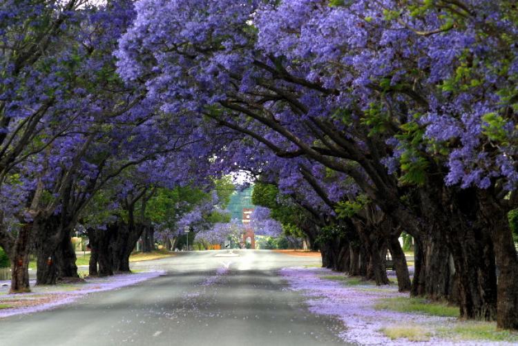 Blue Jacaranda Tree Seeds (Jacaranda Mimosifolia)