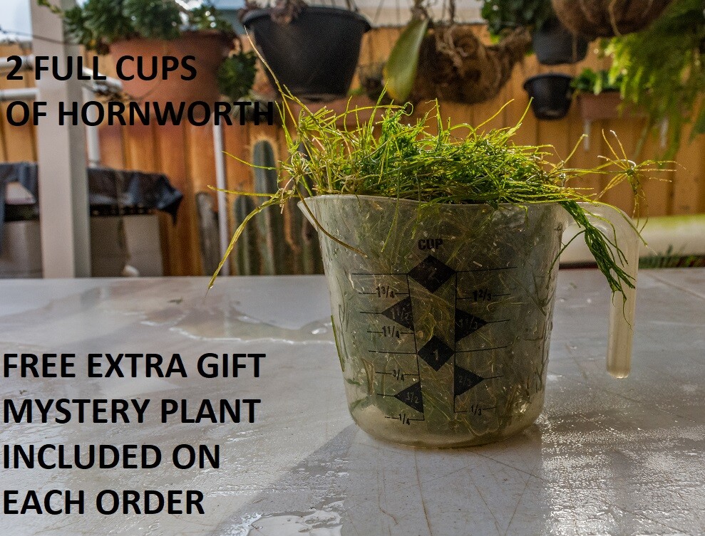 2 Cup Of Hornwort ( Ceratophyllum Demersum) For Outdoor Pond...