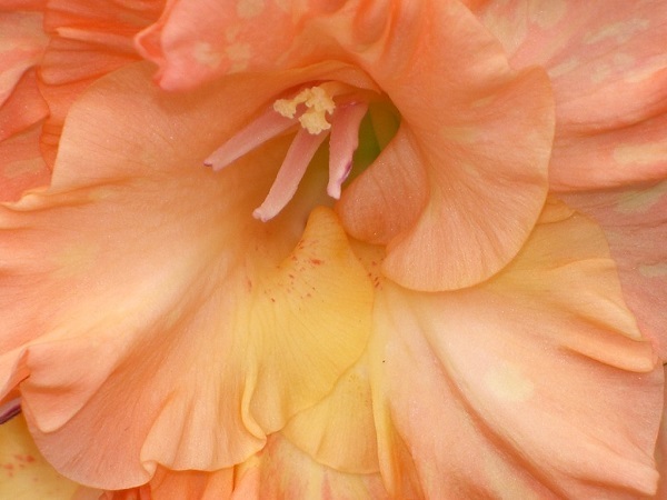 Salmon Hollyhock Alcea Rosea Flower Seeds — 50+ Perennial