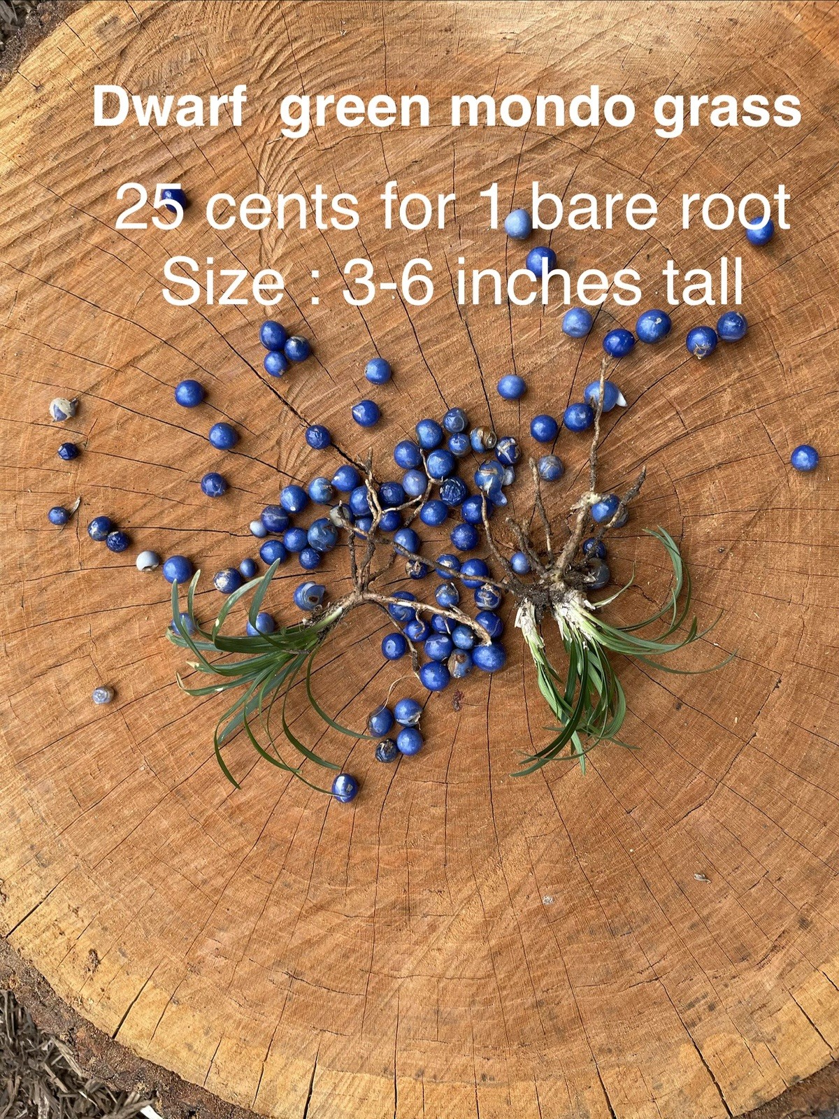 Dwarf Green Mondo Grass - Bare Root Plant