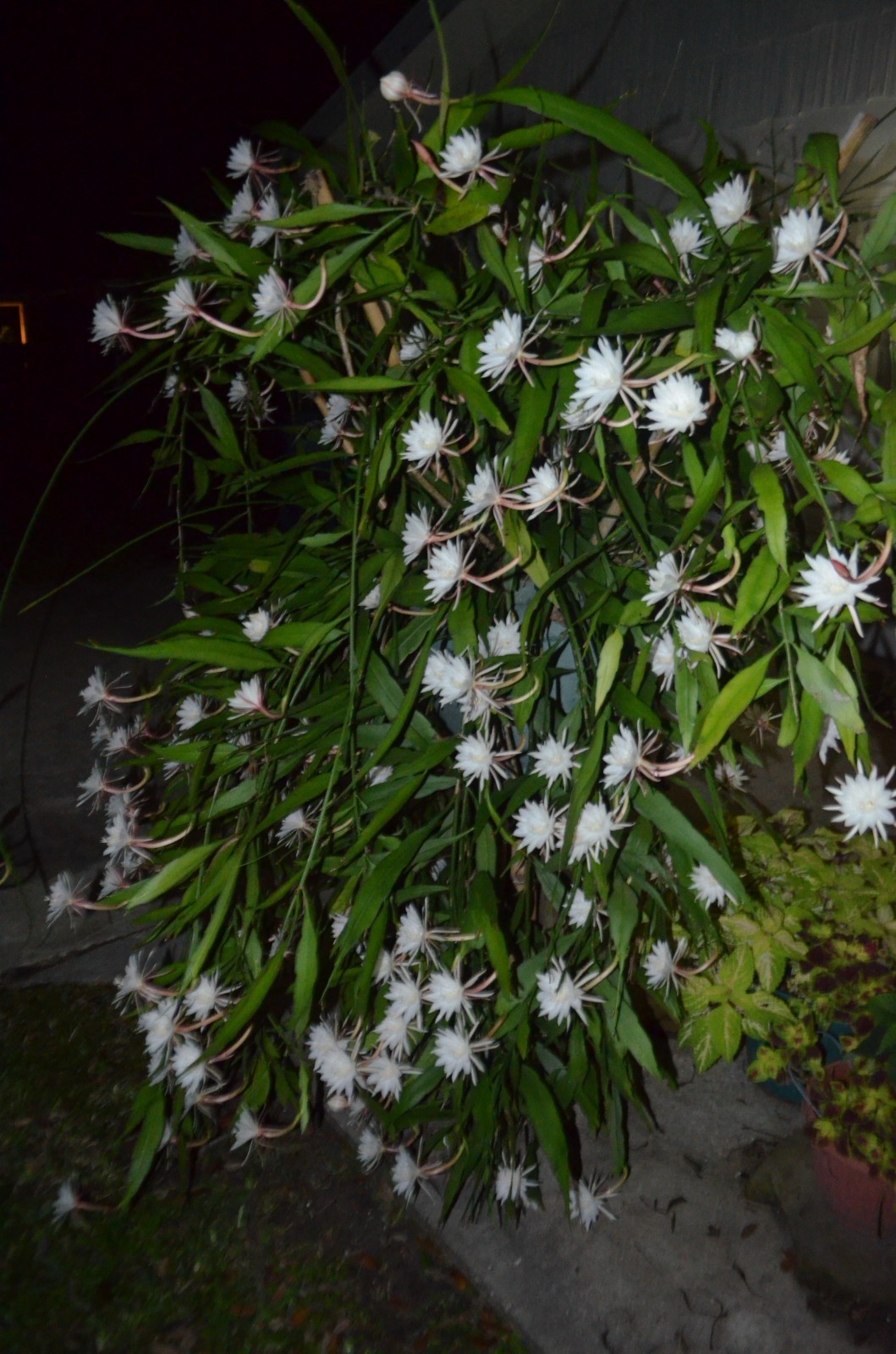 Epiphyllum Oxypetalum Fragrant Orchid Cactus Cereus — 3 Larg...