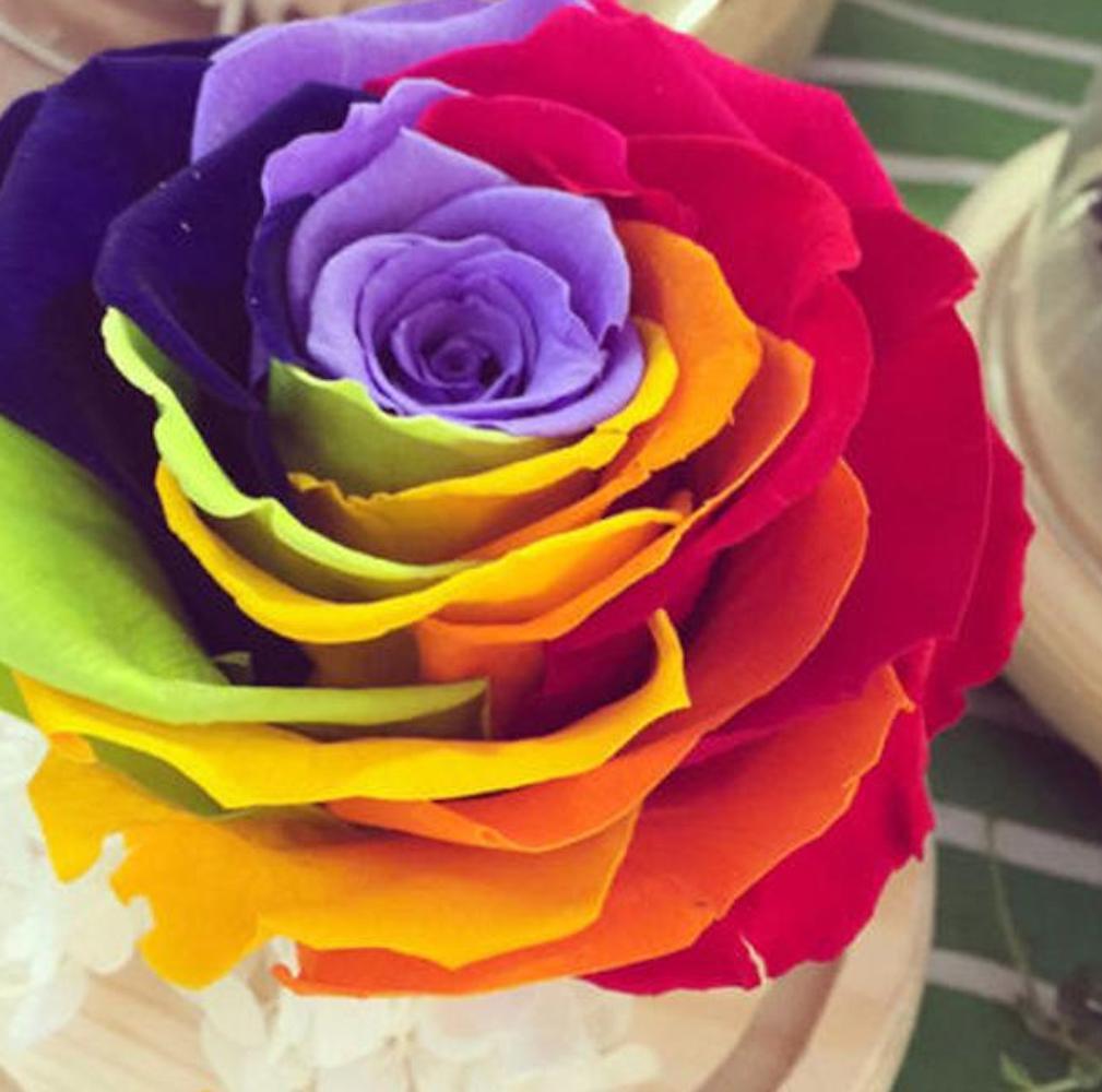 Rainbow Rose Seeds 25pc Garden Plant Flower Rare Exotic