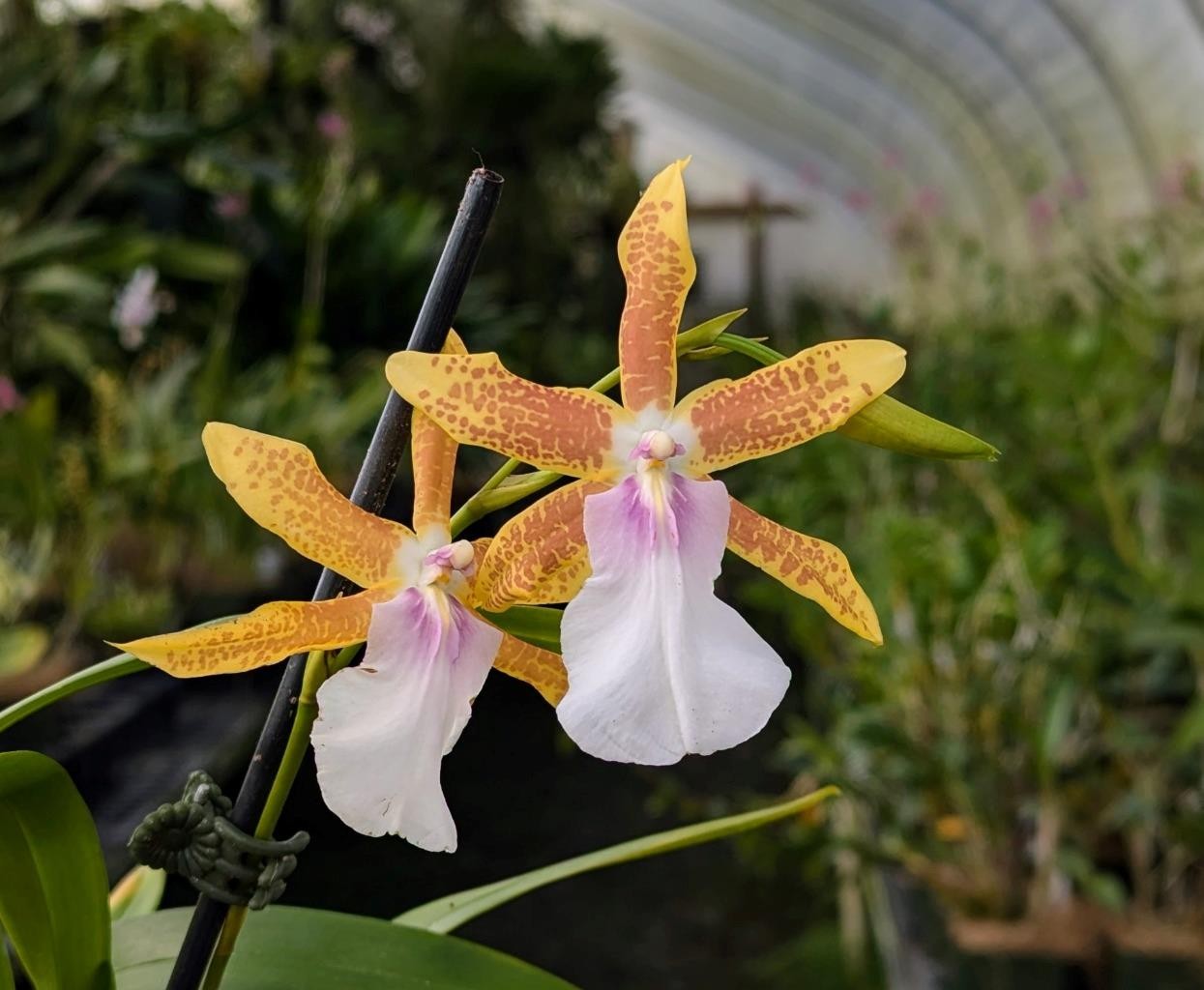 Miltonia Hybrid Orchid Plant