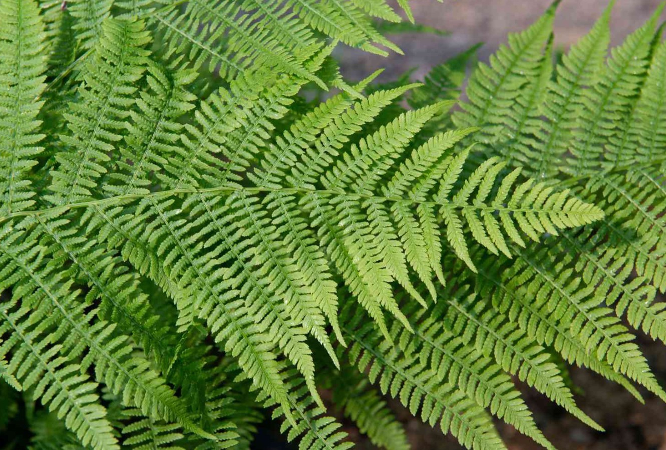 Fern Rhizomes (Athyrium Filix-Femina) - Zones 3-8, 5-Pack