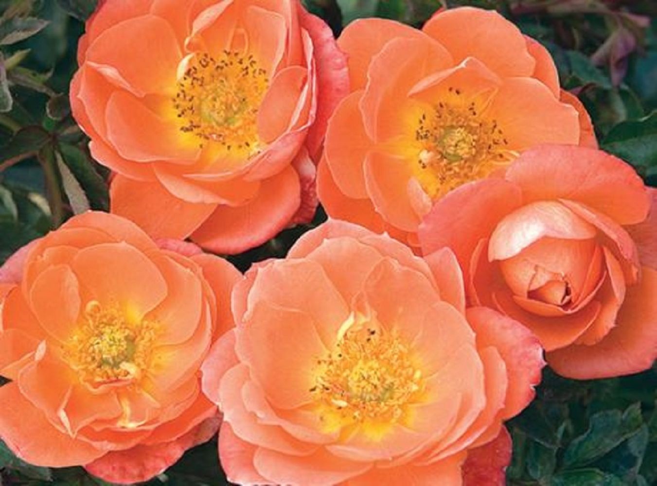 Amber Sunblaze® Miniature Rose Bush - Fragrant/Hardy - 2.5"...