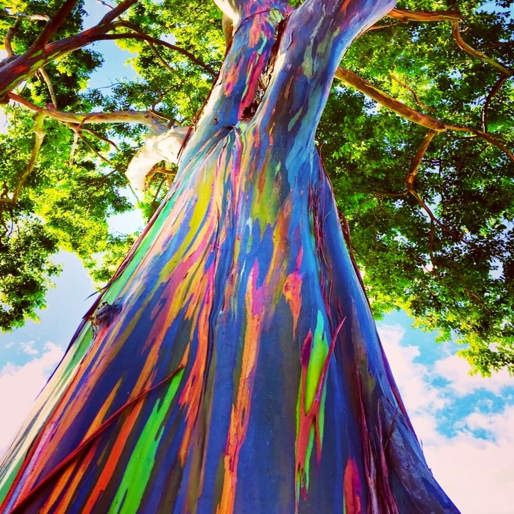 Rainbow Eucalyptus Tree Seeds - Fast Growing Tropical Indone...