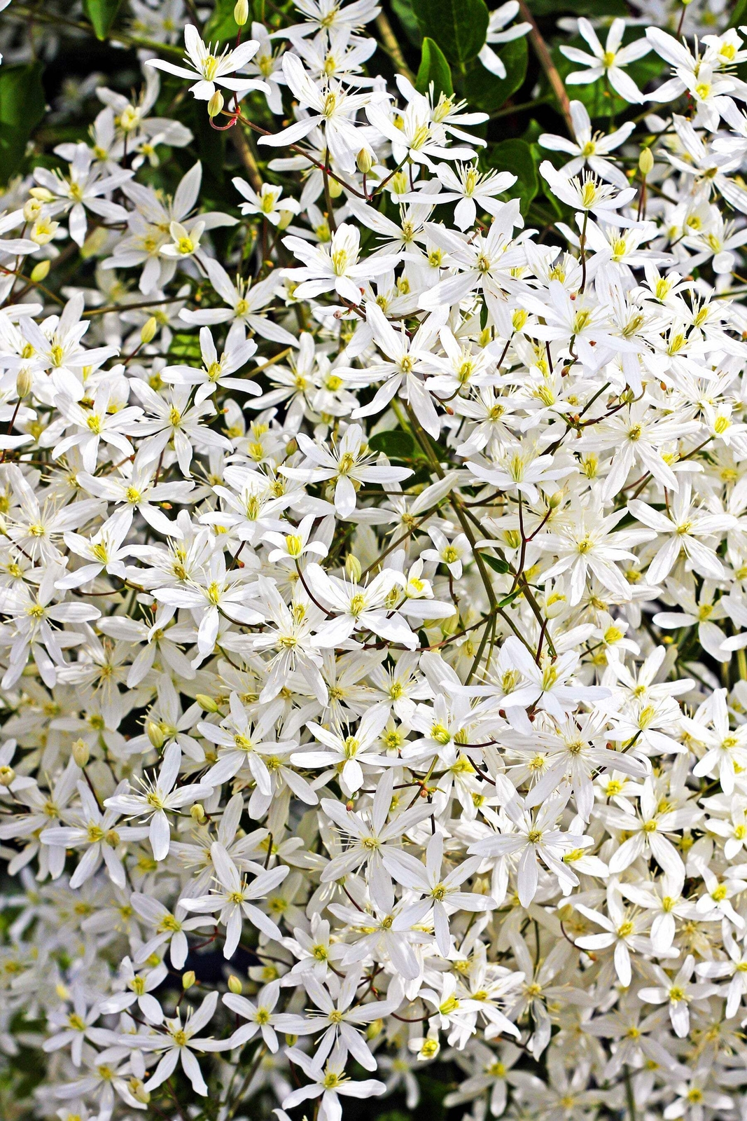 Clematis Paniculata Fragrant White Flower Seeds - Autumn Blo...