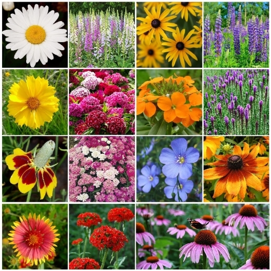 Perennial Wildflower Mix, 15 Species Variety Packet