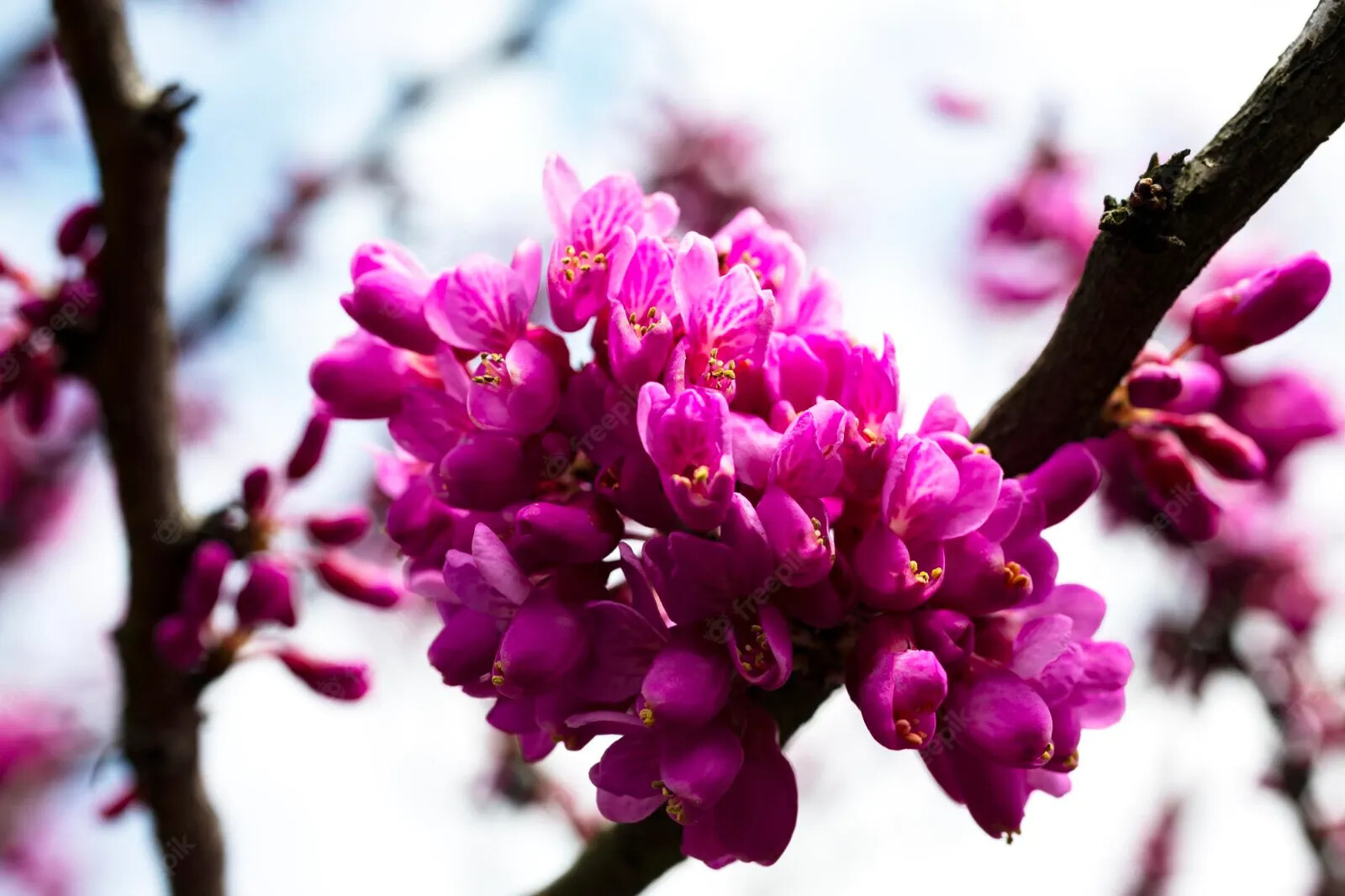 Cercis Siliquastrum Judas Tree 100 Seeds