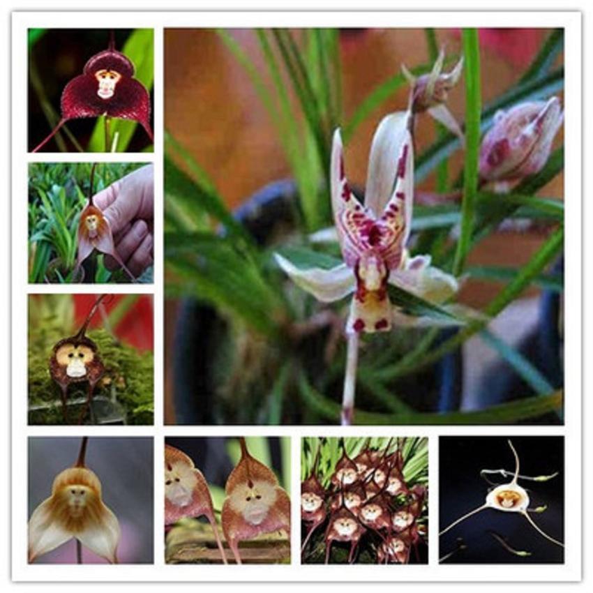 Monkey Face Orchid Seeds for Home Garden