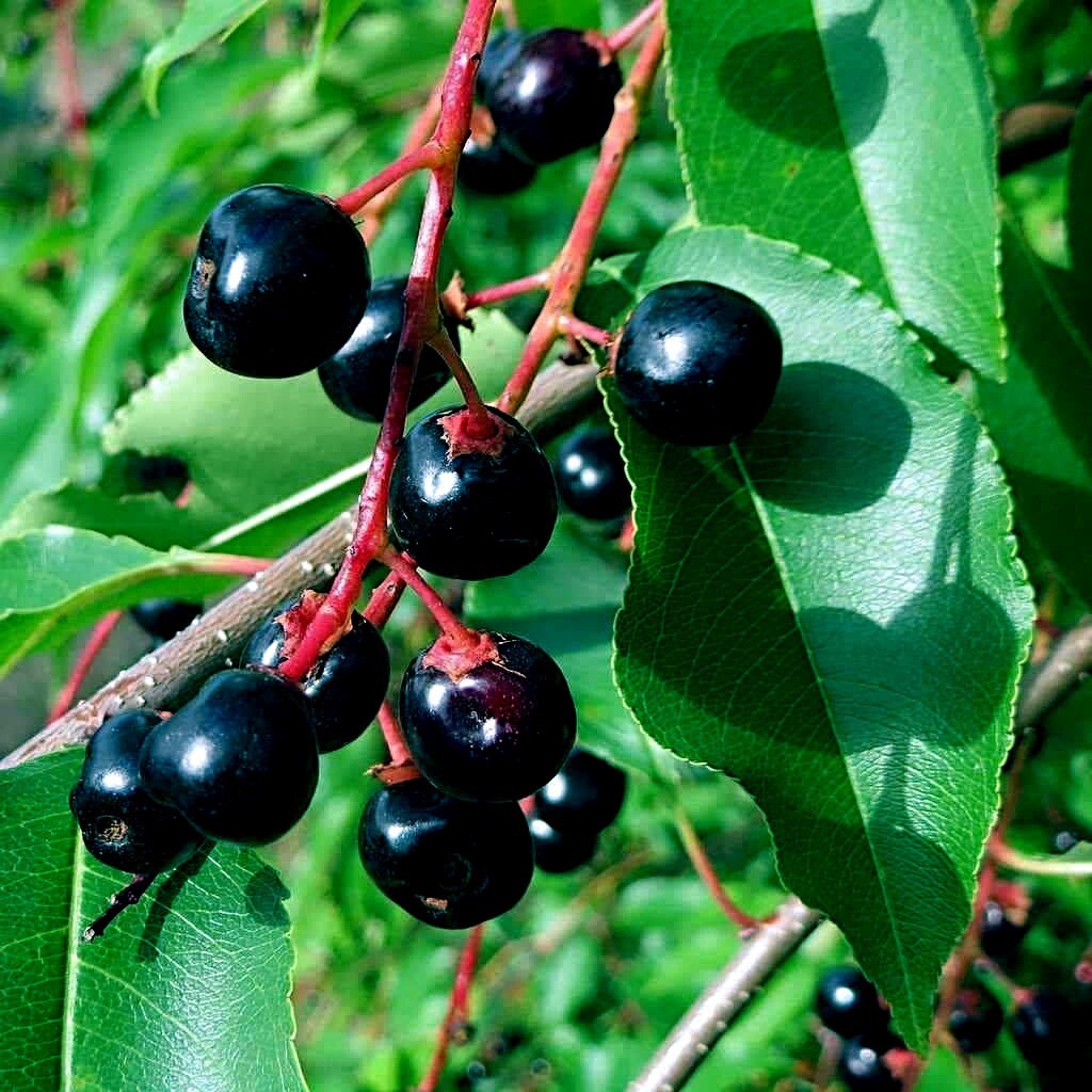 Black Cherry Tree Seeds (Prunus Serotina) Hardy Fast-Growing...