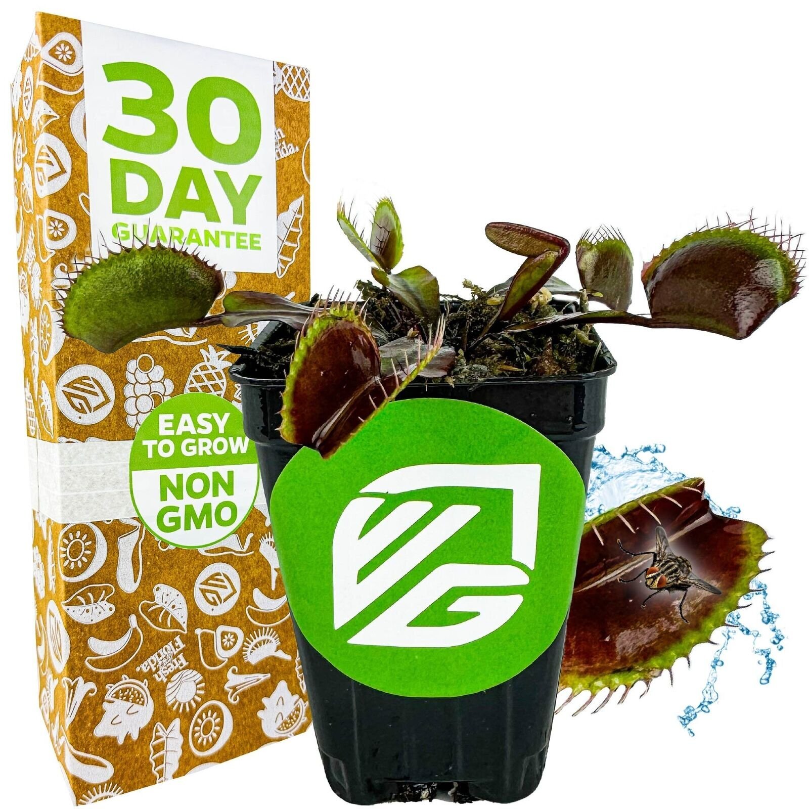 Akai Ryu Venus Flytrap Red Dragon Carnivorous Plant (Dionaea...