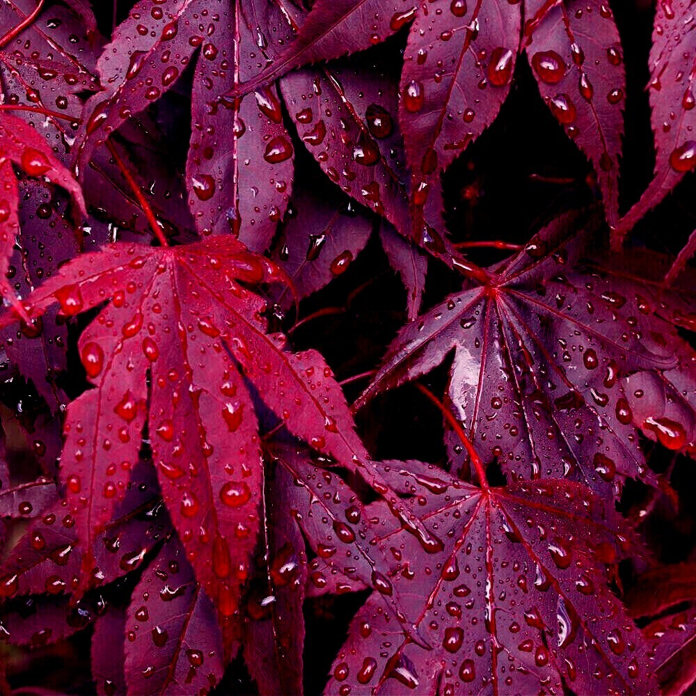 Bloodgood Hardy Bonsai Maple Tree Seeds (Palmatum atropurpur...