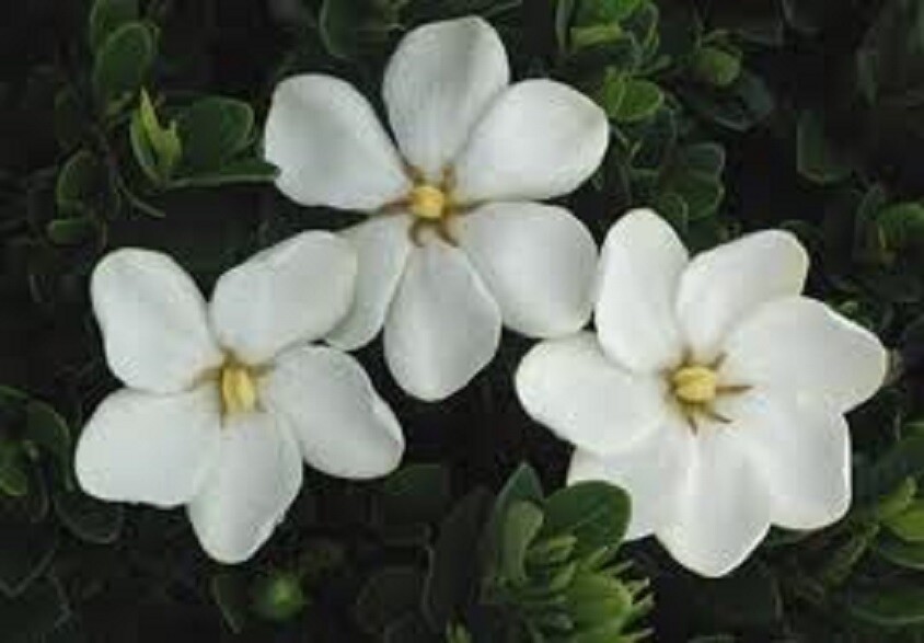 Kleims Hardy Gardenia Flowering Evergreen Shrub