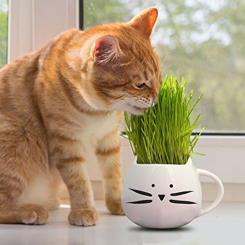 Cat Grass Seeds Heirloom / Non-GMO Herb Seeds