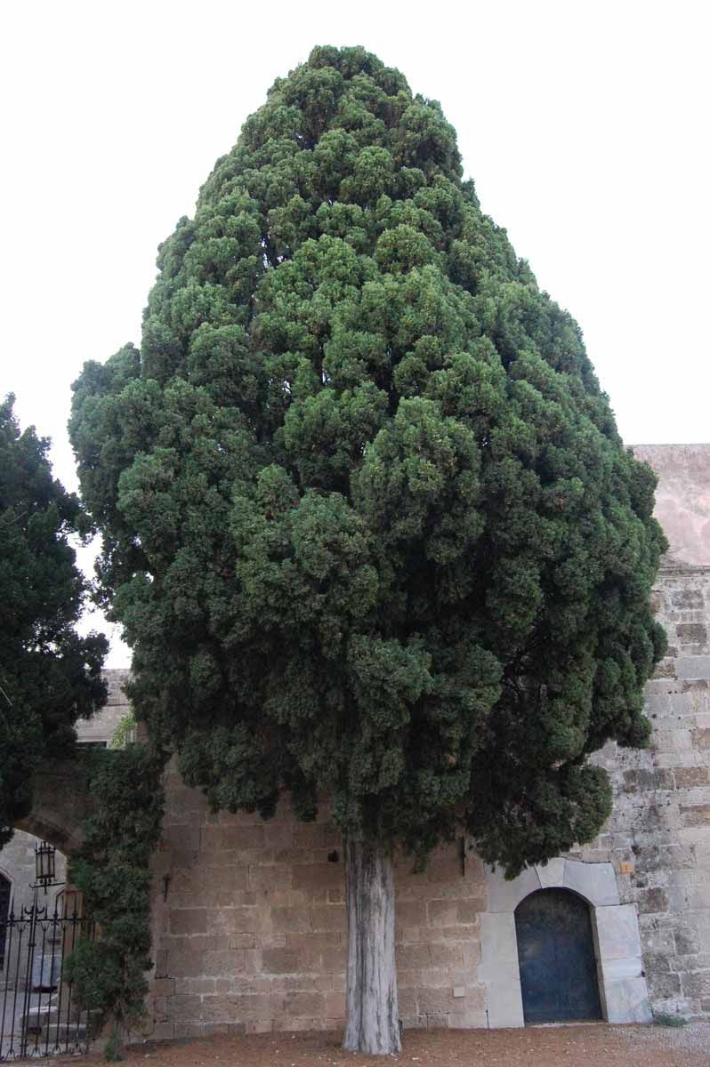 Italian Cypress Cupressus Sempervirens Tree Seeds