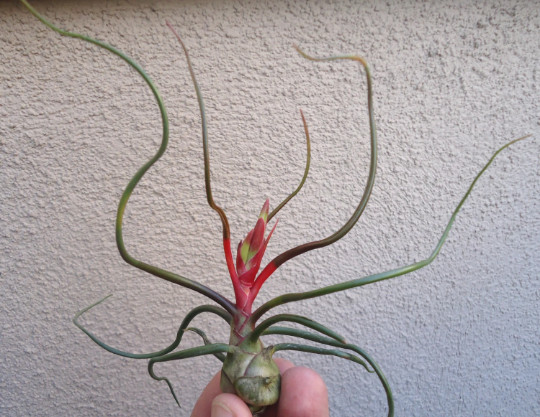 Guatemalan Tillandsia Bulbosa Air Plants