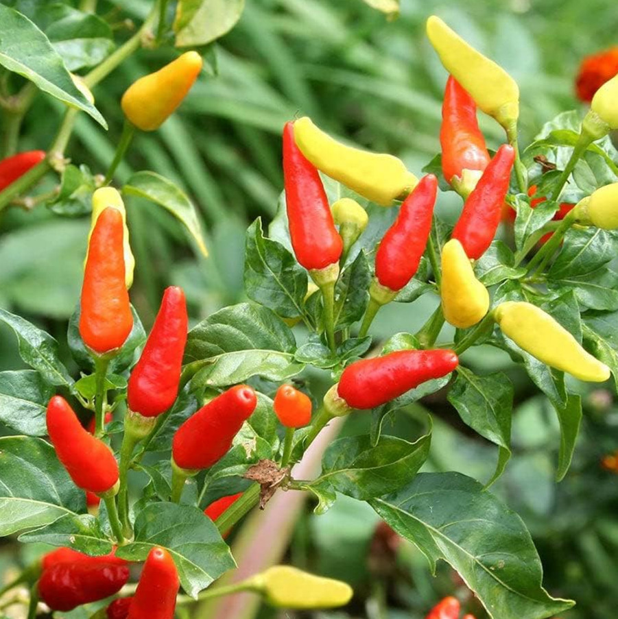 Tabasco Pepper Plant - 2 Plants per Pot, Spicy Edible