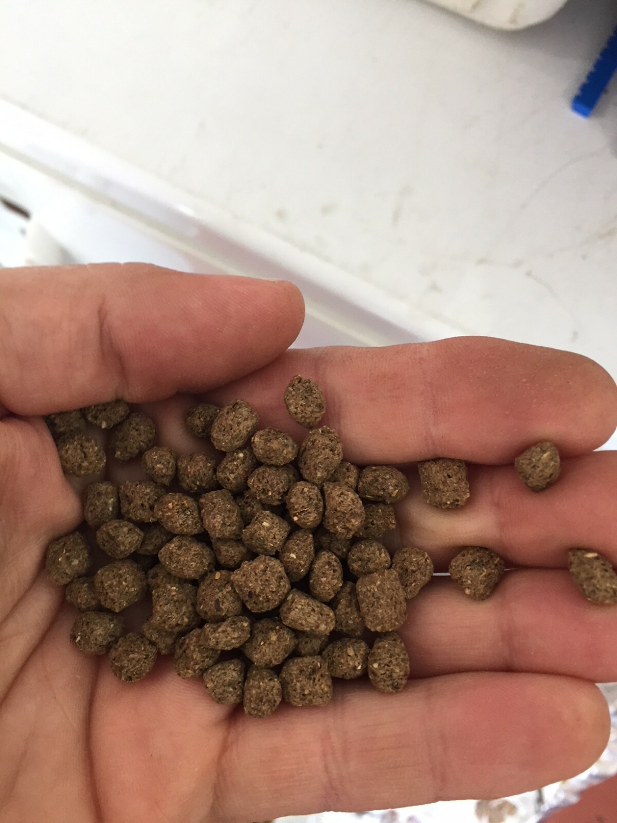 Koi Goldfish Floating Pellets - Bulk Pond Food (1-lb to 13-l...