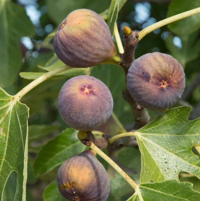 Fig Plant, Cold Hardy Sweet Purple Fig — 5-9" Tall