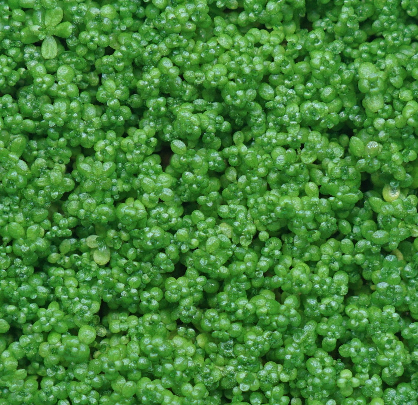 Baby Tears Freshwater Live Plants