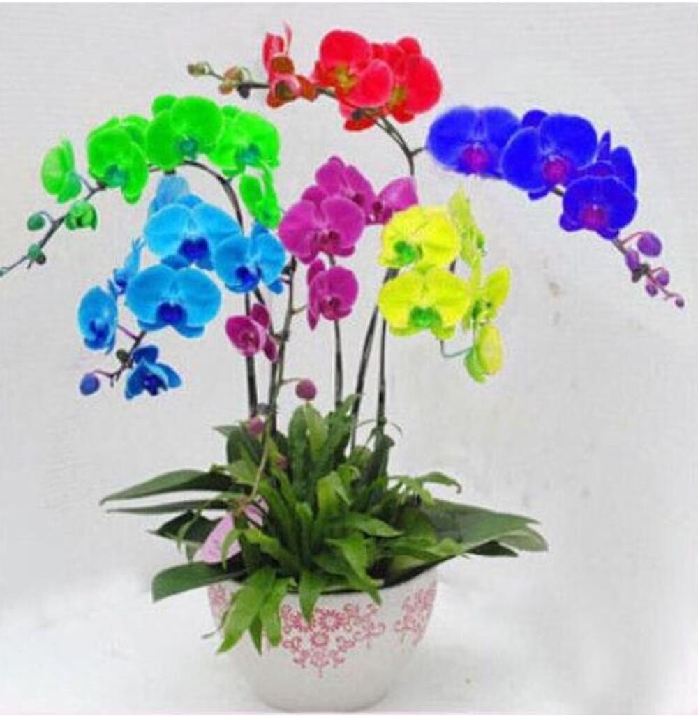Multi Color Orchid Rare Flower Exotic House Plant, 20 Seeds