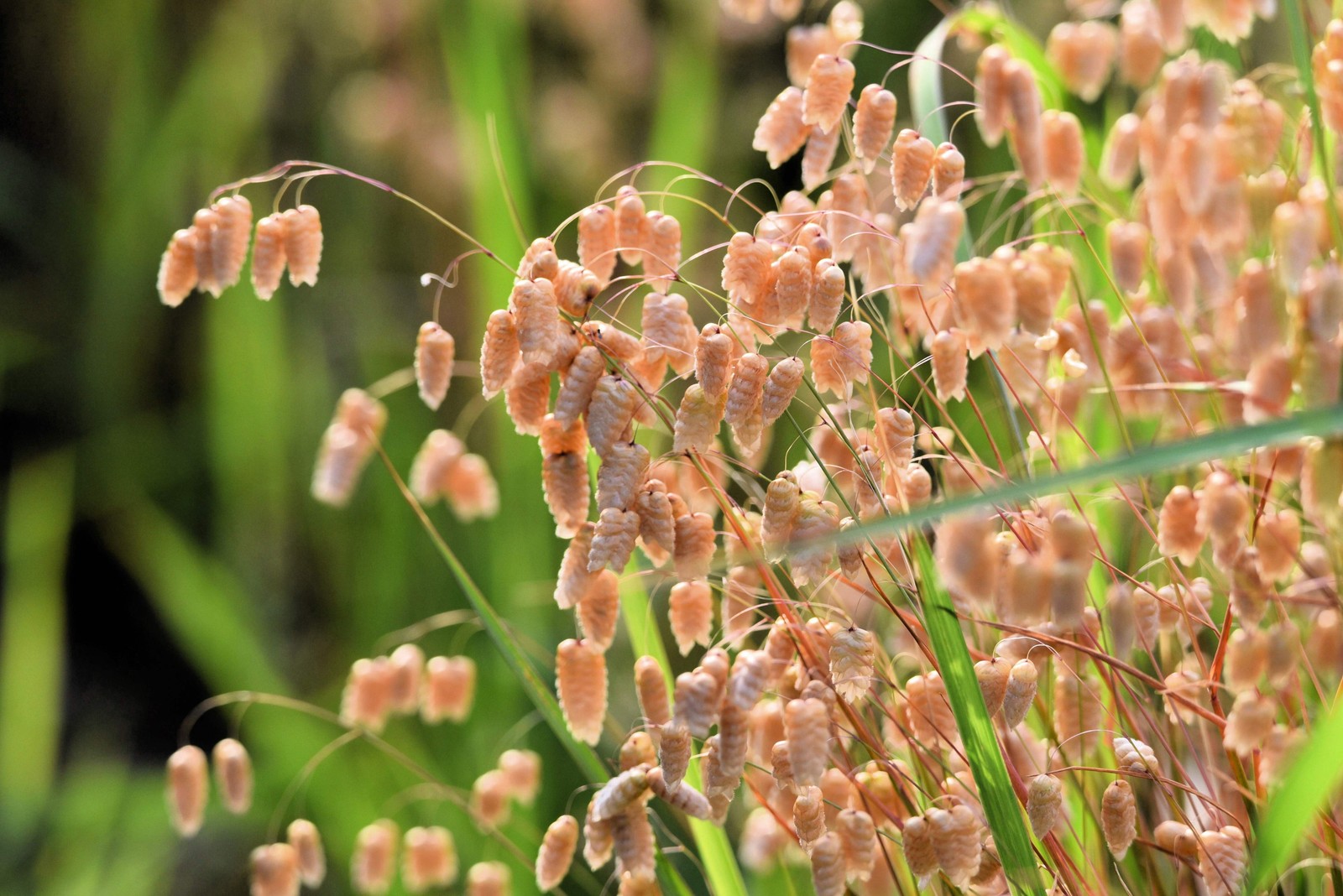 Quaking Grass (Rattlesnake Grass) Briza Maxima Seeds — 100 C...