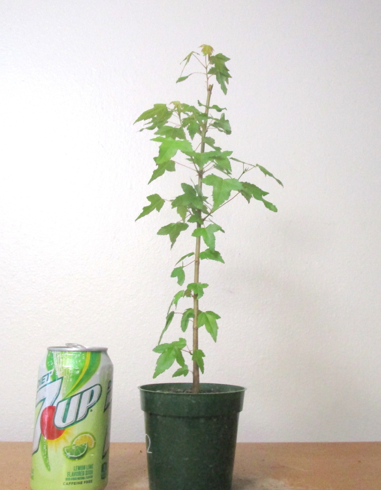 Trident Maple for Mame Shohin Bonsai Tree