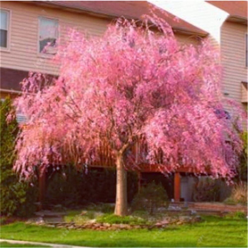Rare Exotic Sakura Cherry Seeds - Light Pink - 20 Count