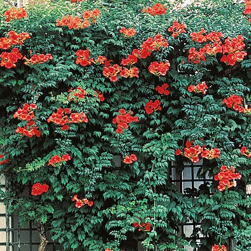 Perennial Red Trumpet Vine Seeds (Native Hummingbird Vine) -...
