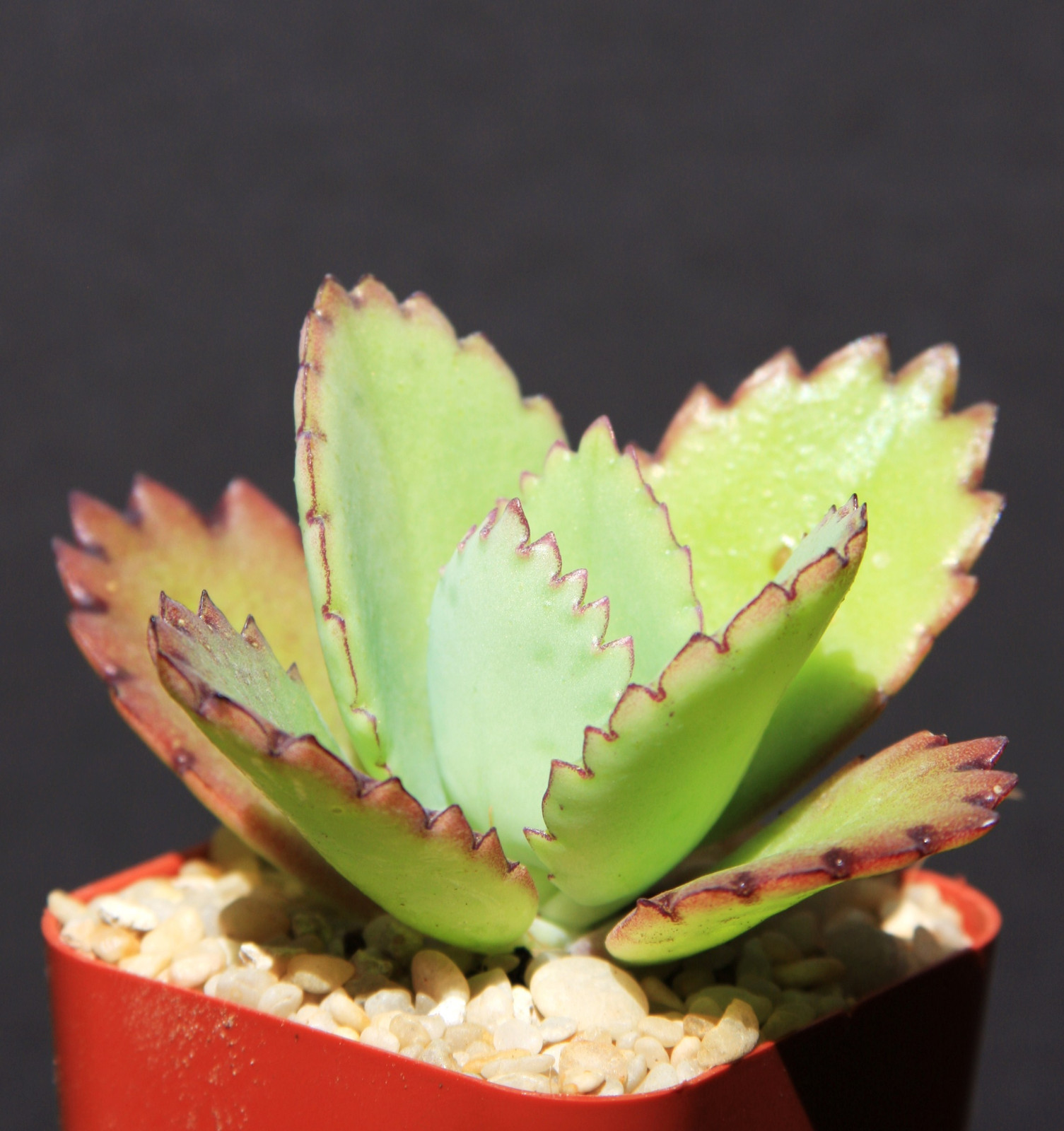 Kalanchoe Daigremontiana Mexican Hat Plant Rare Succulent 2"