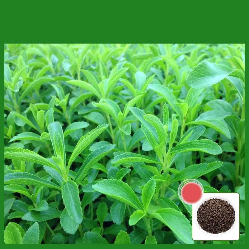 Stevia Rebaudiana Seeds - Organic Non-Gmo