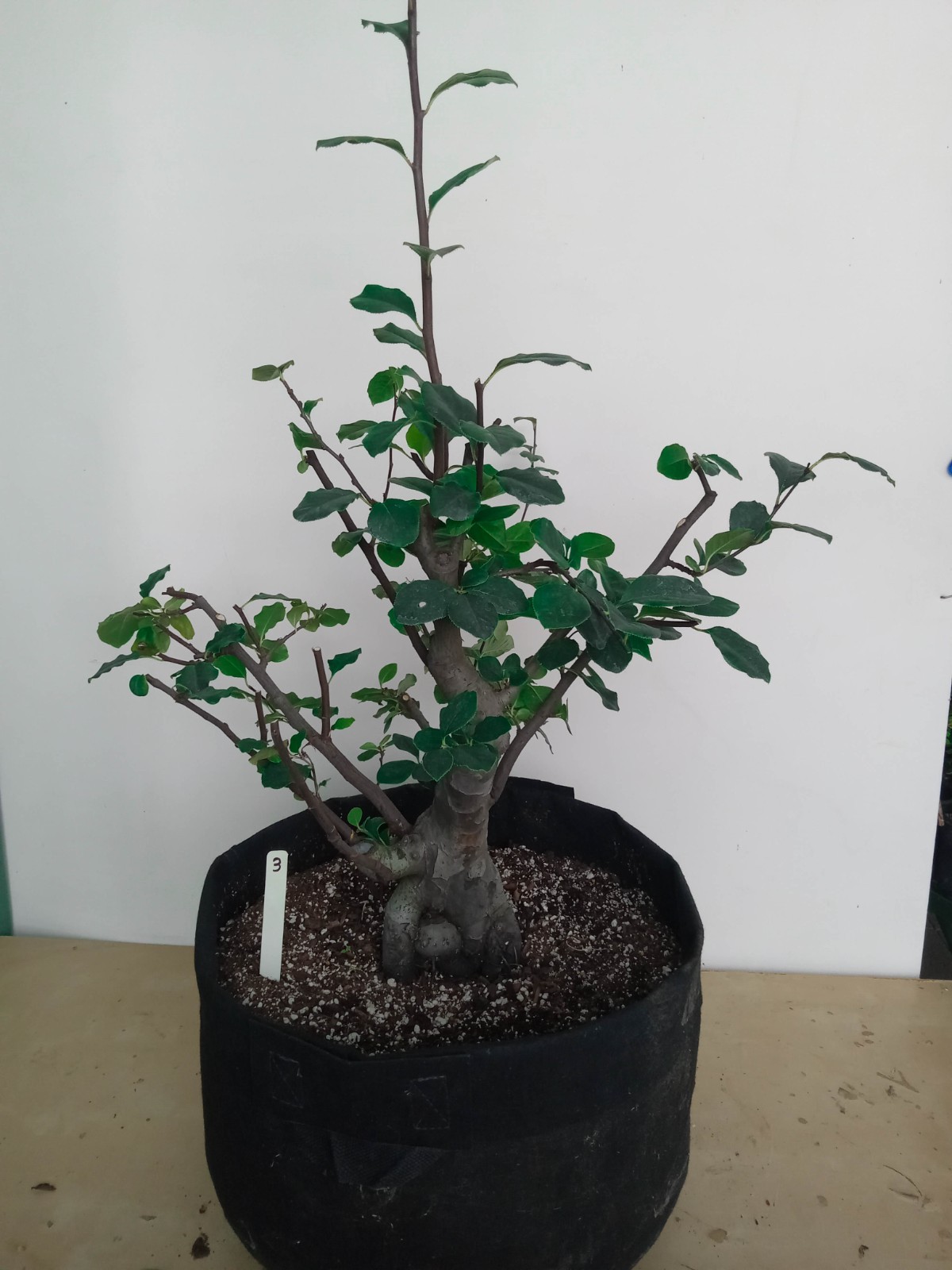Chinese Quince Flowering Fruiting Bonsai Tree
