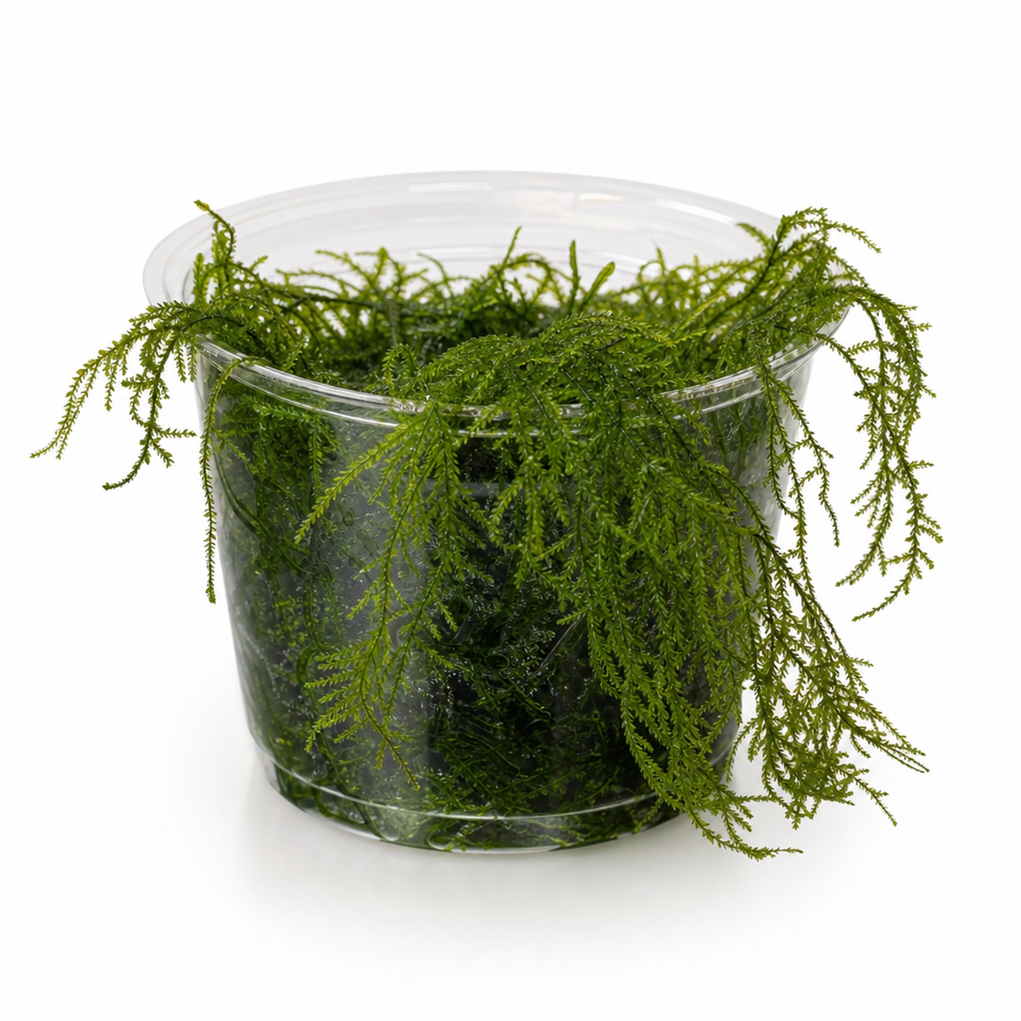 Willow Moss Fontinalis Antipyretica Bundle - 2 for 1 Free Li...