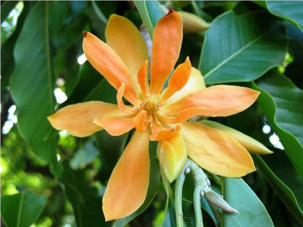 Michelia Champaca Magnolia Tree Shrub (10 Seeds), Fragrant P...