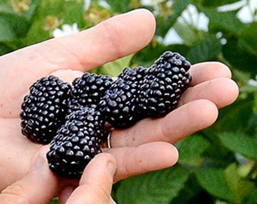 "Prime-Ark Freedom Live BlackBerry 4 Plants, 4ft Garden Outd...