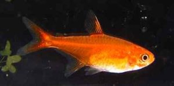 Ember Tetra Live Freshwater Tank Fish - 6 Pack