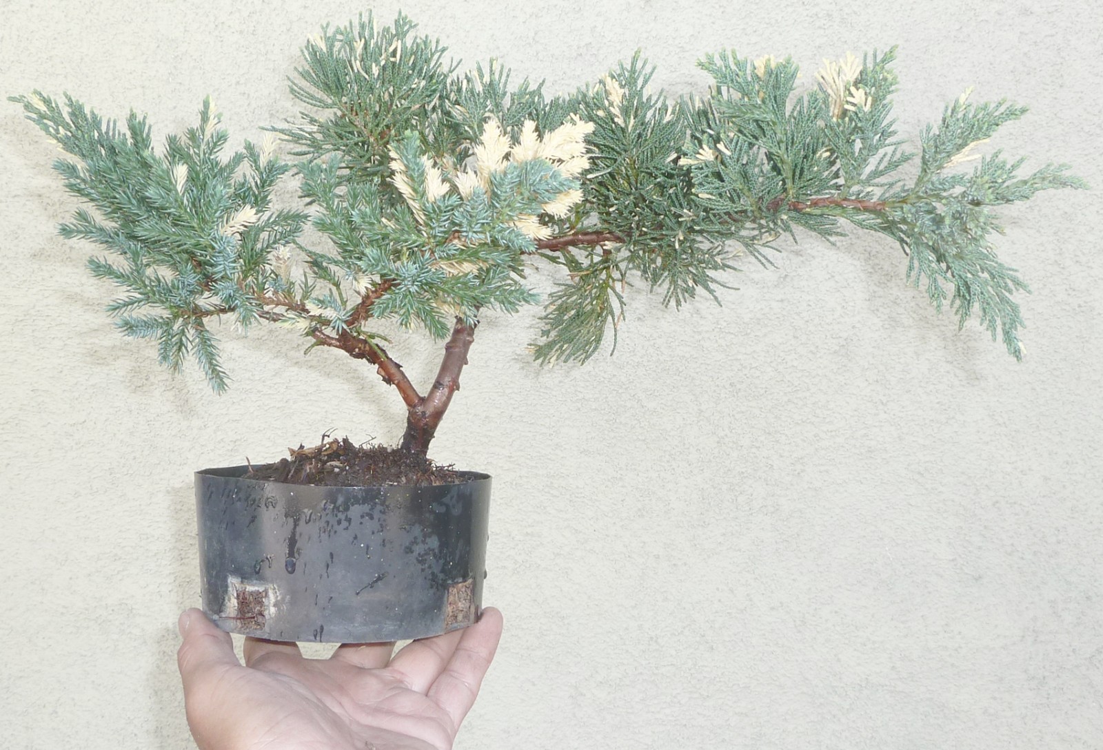 Prostrata Juniper Pre-Bonsai Dwarf Shohin, Juniperus Communi...