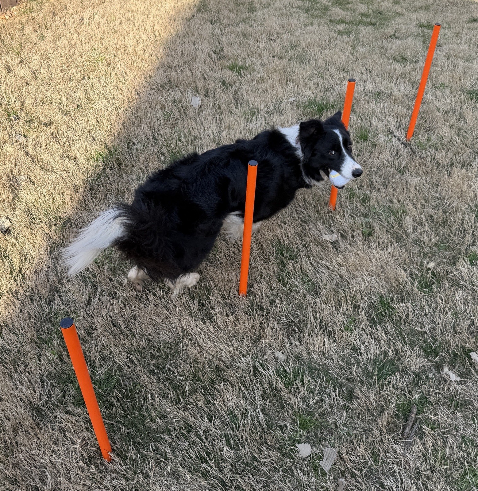 Elara Dog Agility Training Tunnel Hoop Jumps Weave Poles Kit
