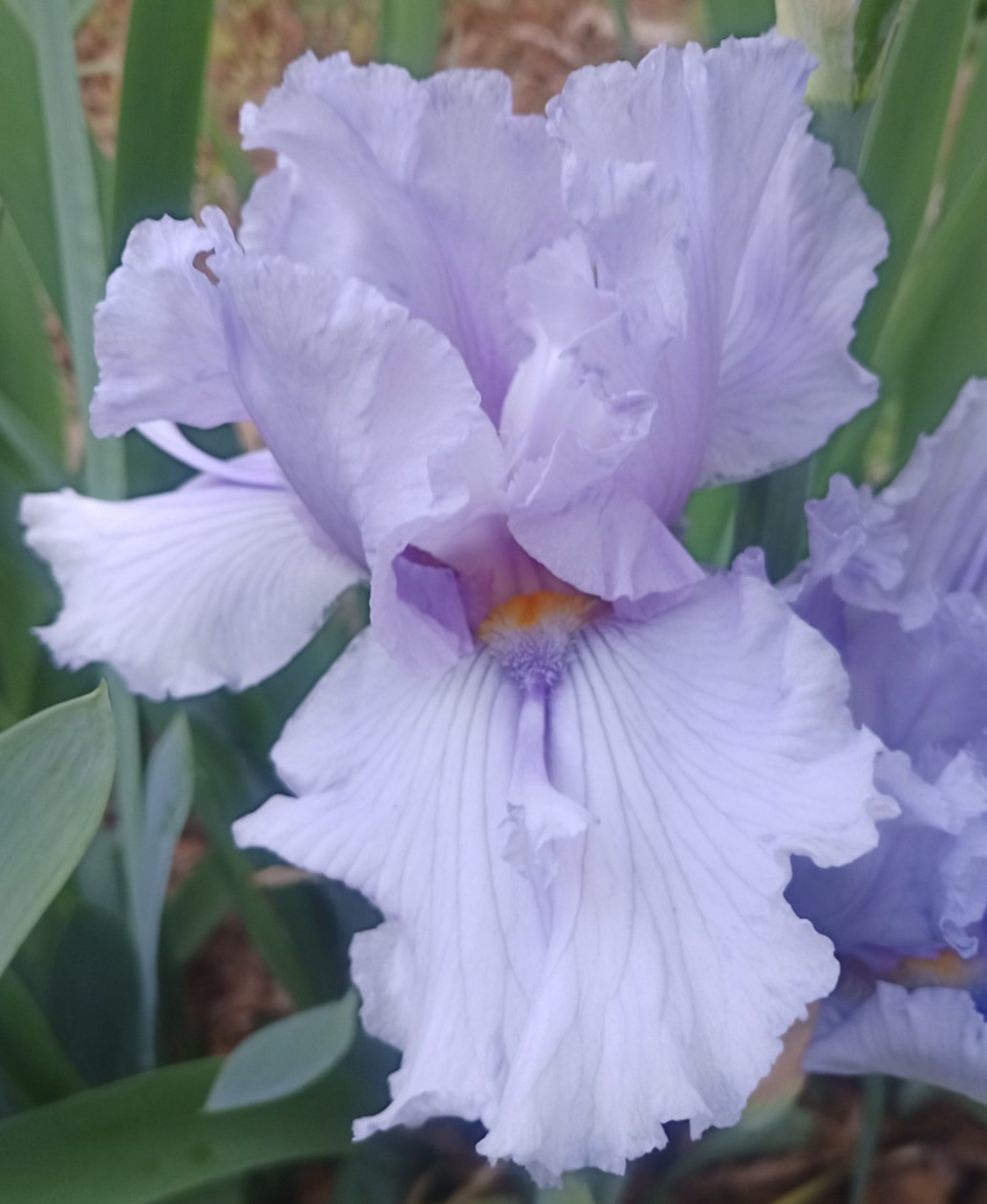 Bearded Iris Rhizome Light Lavender White Flowers Spring Gar...