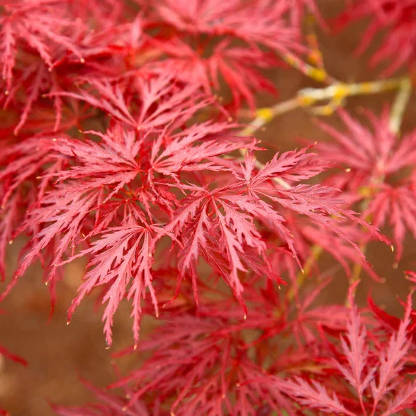 Red Dragon Japanese Maple Tree Non-Rooted Cuttings, 4 Count,...