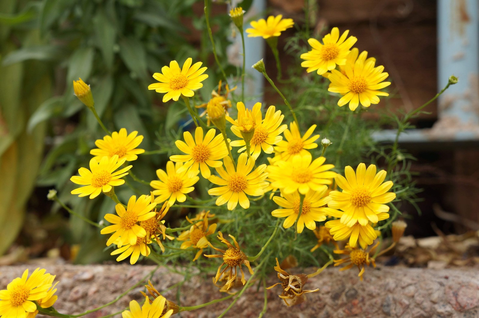 Bright Yellow Chrysanthemum (Morifolium) Flower Seeds – 500...