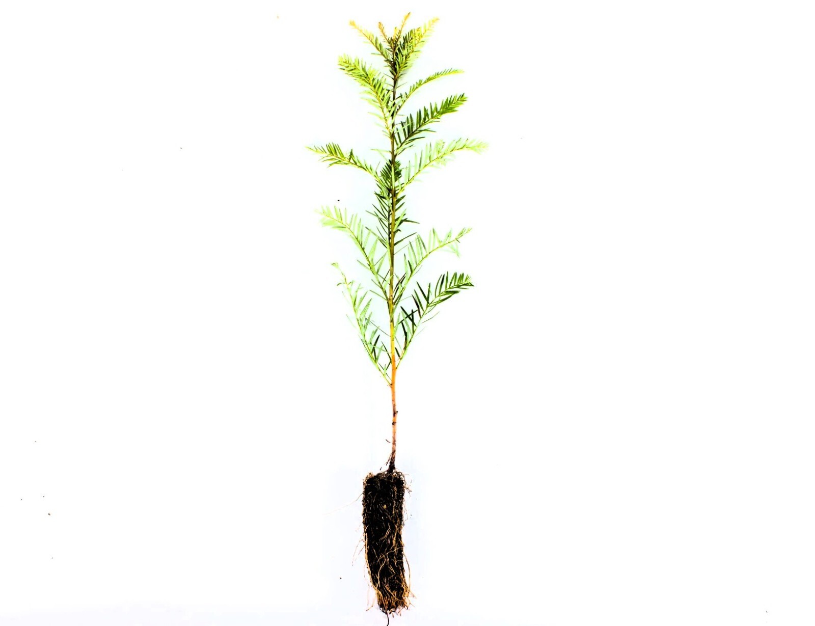 Medium Coast Redwood Live Tree Seedling Garden Pack