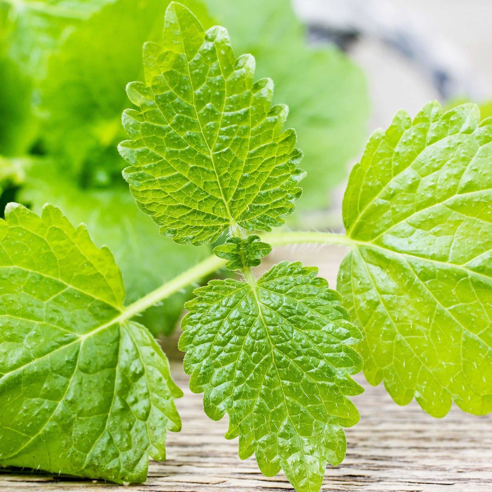Lemon Balm Seeds (Melissa Officinalis) - 1000++ Heirloom Non...