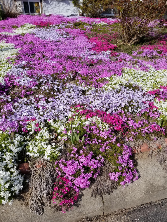 Live Creeping Phlox Plant (Mixed Colors), 4in Pot, No Pot