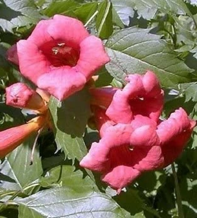 Trumpet Vine Flamenco Live Outdoor Garden Campsis 2.5" Pot