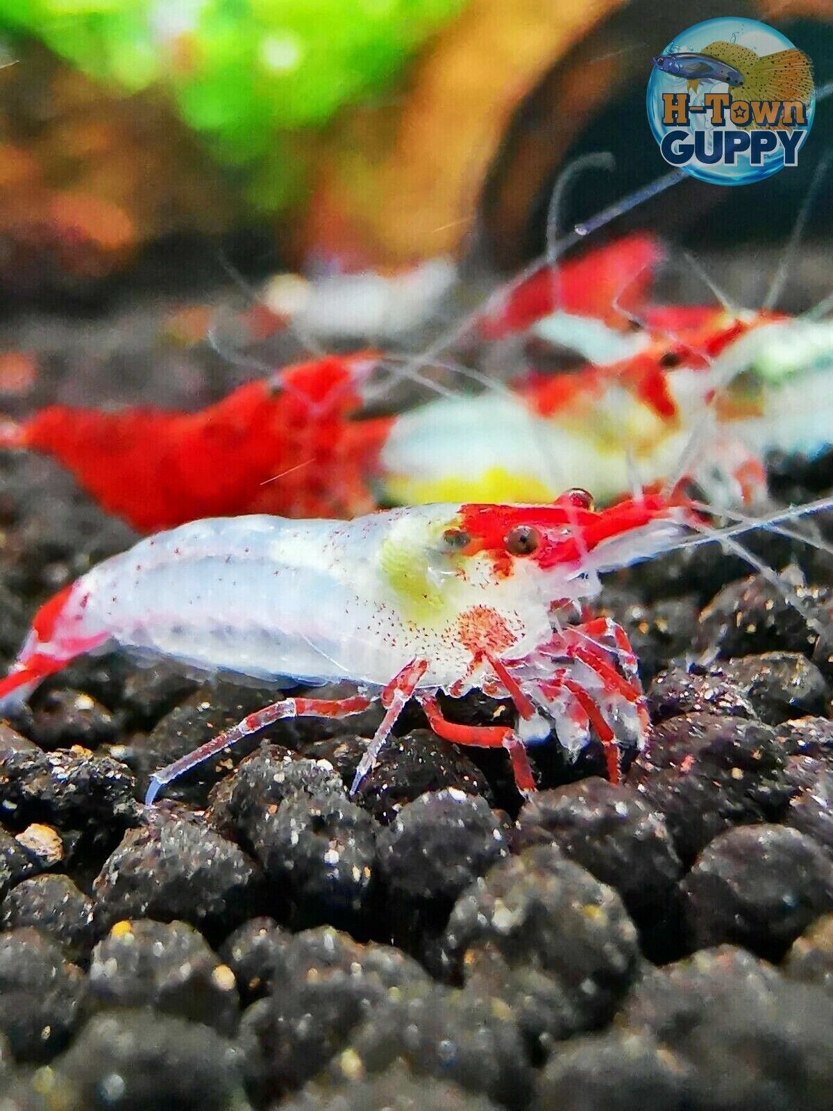 Red Rili Shrimp - Freshwater Aquarium Live Guarantee