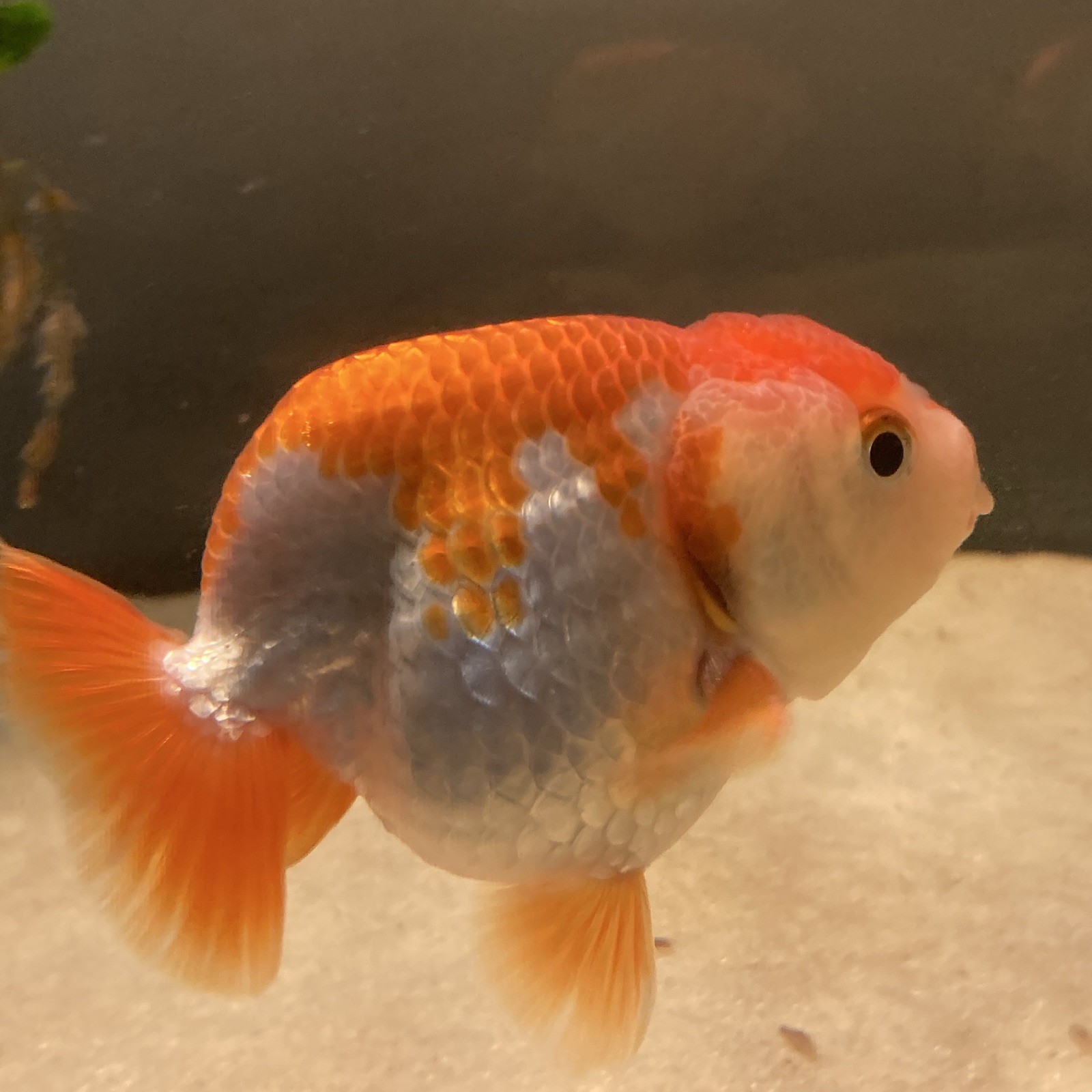 Thai Male Ranchu Goldfish - Red & White